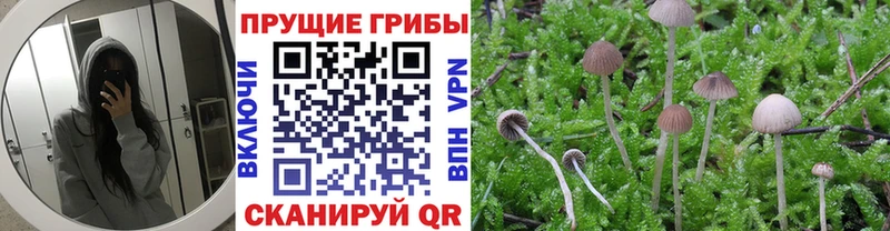 Псилоцибиновые грибы мицелий  мега рабочий сайт  Невинномысск 